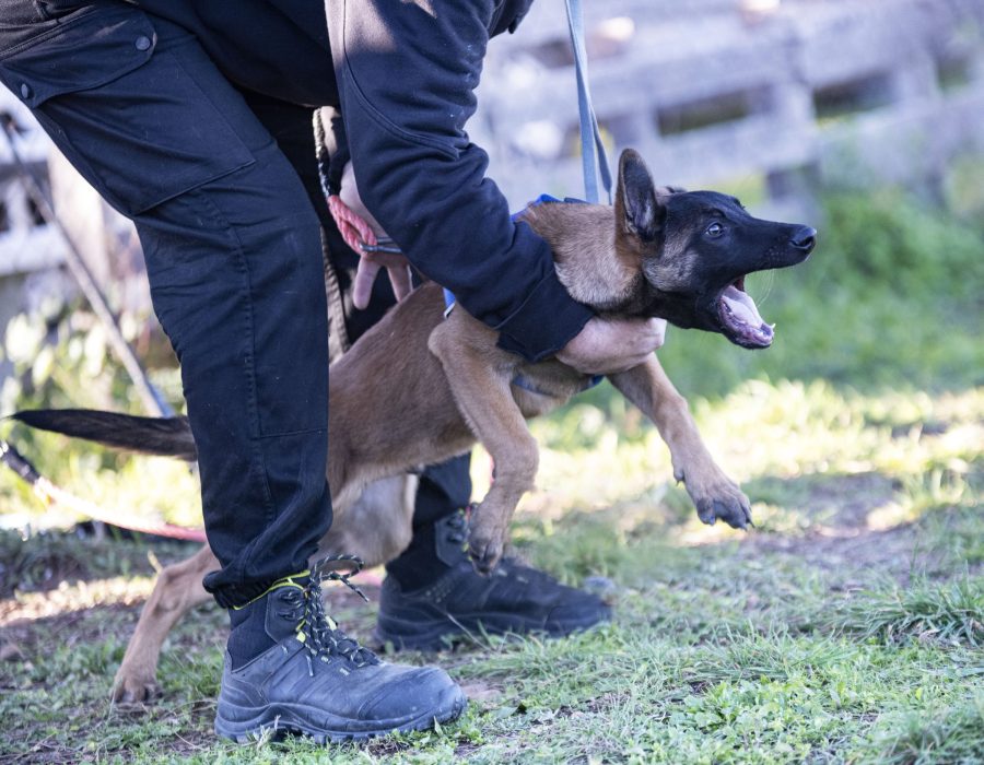 young belgian shepherd training in the nature in summer