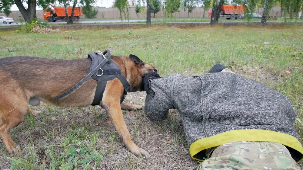 dog bite lawyer